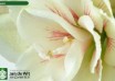 hippeastrum Aquaro ® (3)